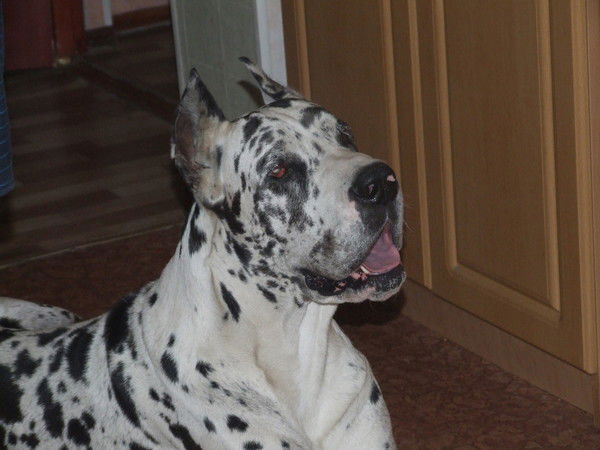 Виктор Бикбулатов