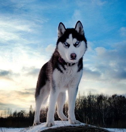 Дмитрий Денисов