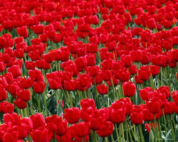 Гаухар Козыбаева