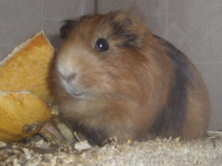 Виктория Виктория