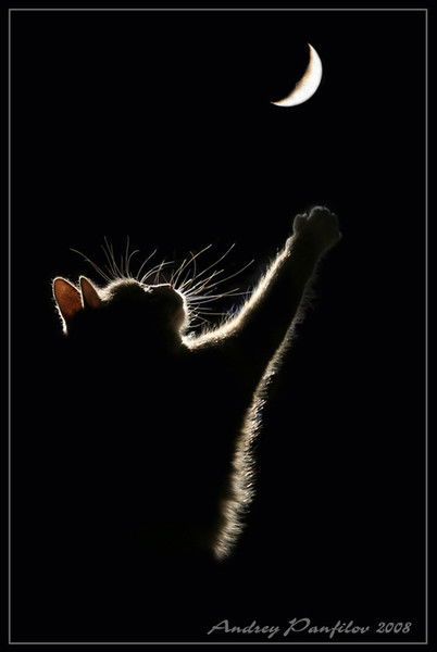 Елена Свитонько