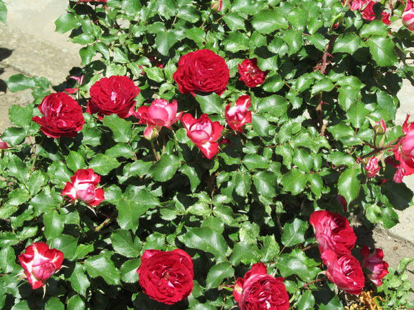 Любовь Карасова