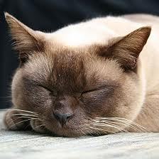 Светлана Щебетько