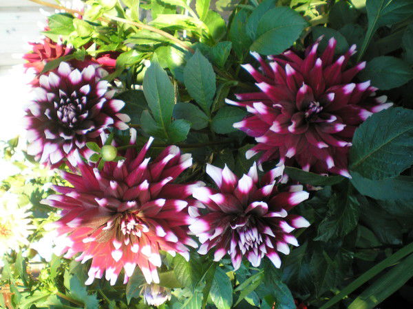 Валентина Дзюба