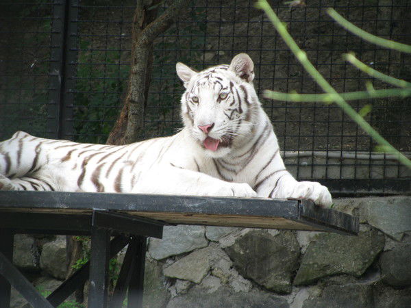 Вячеслав Варгалюк