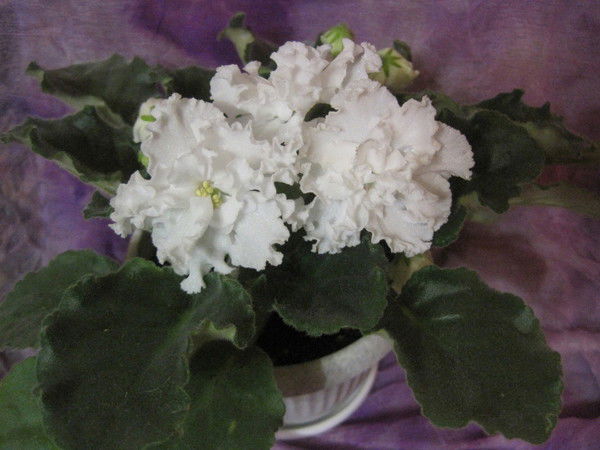 Людмила Василакий