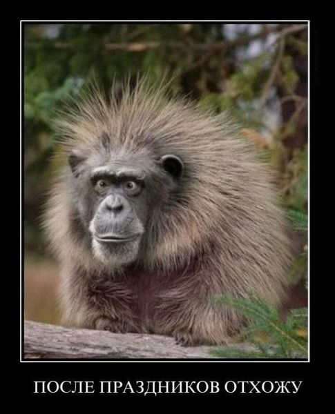 Света Молингер