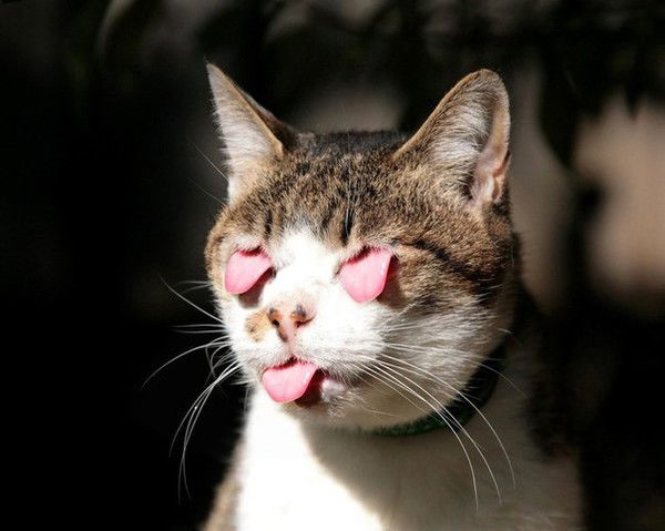 Елена Грецкая