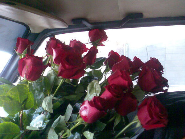 Елена Мокрова