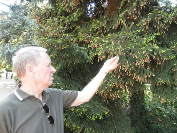 Гарри Шауберт