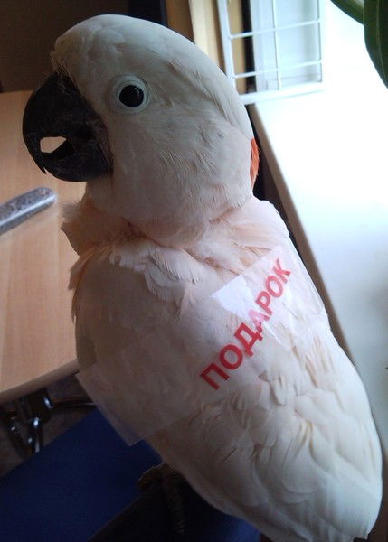 Егорова Анна