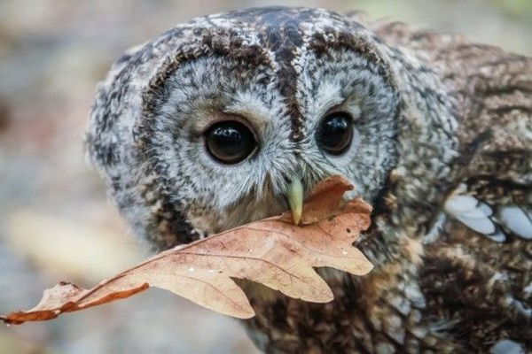 Женечка Бирюкова