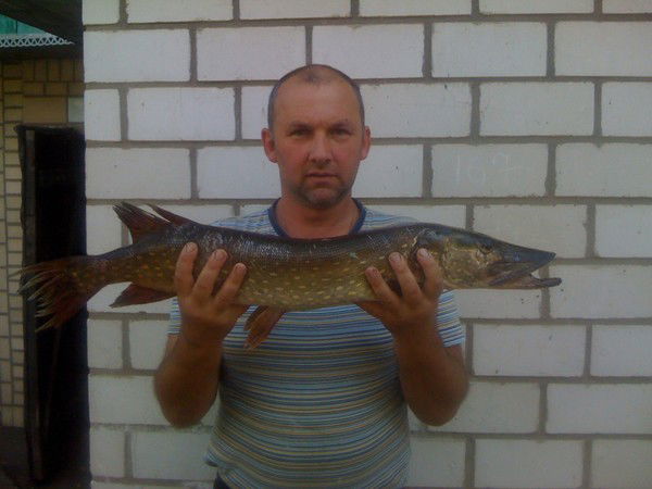 Дмитрий Введенский