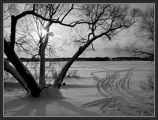 Елена Веткина