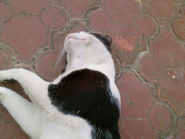 Рома Коровин