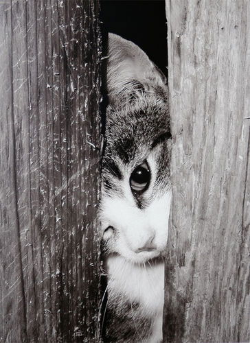 Врушка Врушкина