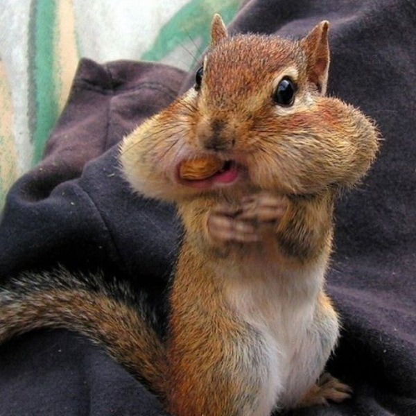 Досмухамед Ерубай