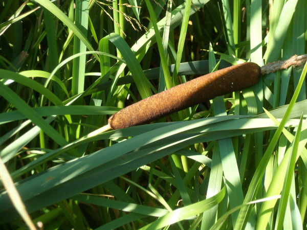 Алексей Велижанин