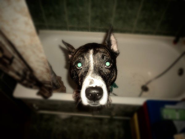 Гриша Курлянчик