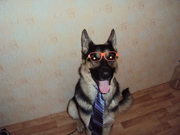 Палитра Нск