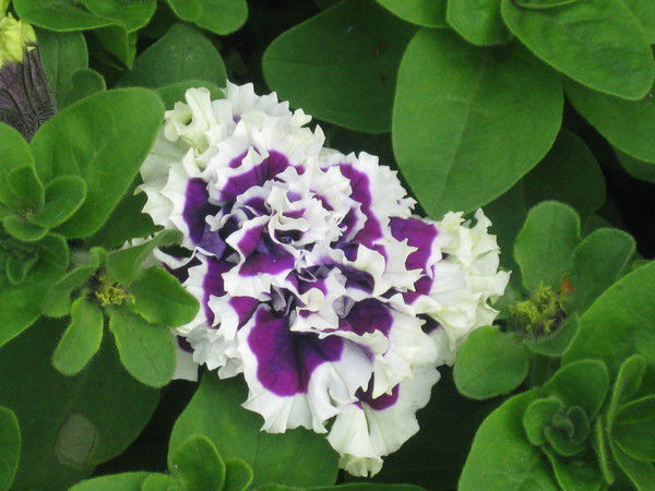 Лилиана Еремеева