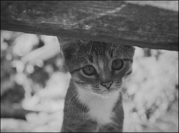 Жансая Махамбетова