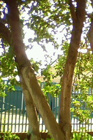 *** Асиюшка ***