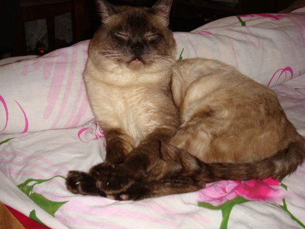 Граф Дракула