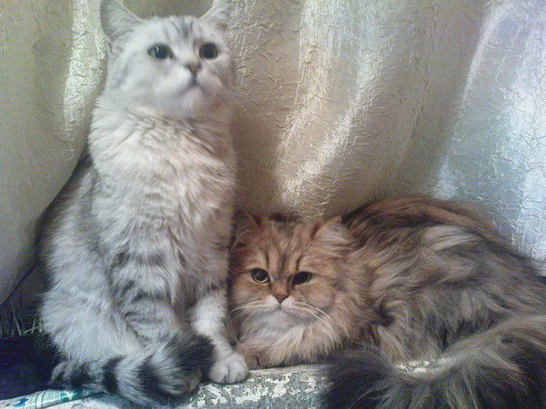 Красноармейская Црб