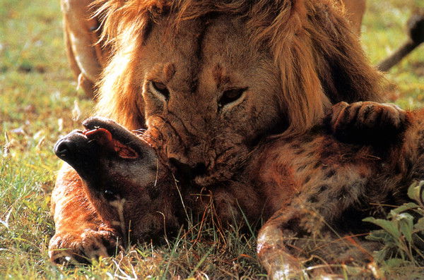 Убийца Шакалов