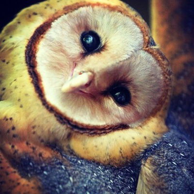 Кристина Смолянинова