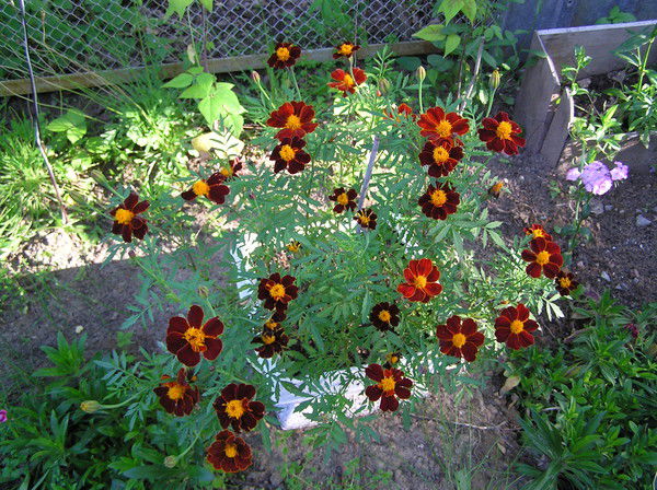 Альмира Ихсанова