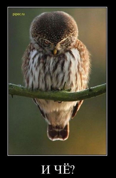 Елена Черняк