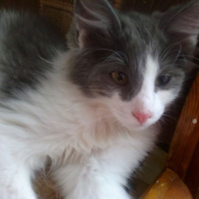 Антон Соломатин