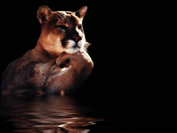 Виктор Запольский