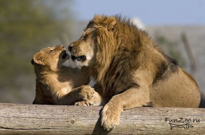 !!!львица!!! -Пекло