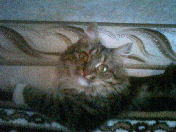 Нина Плужникова