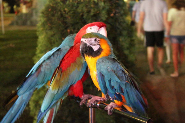 Софья Заволоко