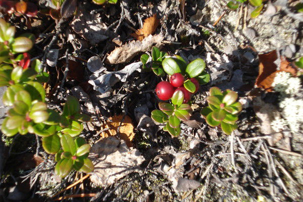 Ильфир Мансуров