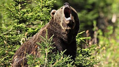 Андрей Шумилов