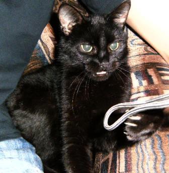 Елена Цыганкова