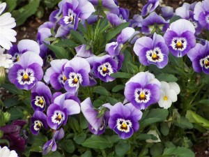 Гульнара Sert