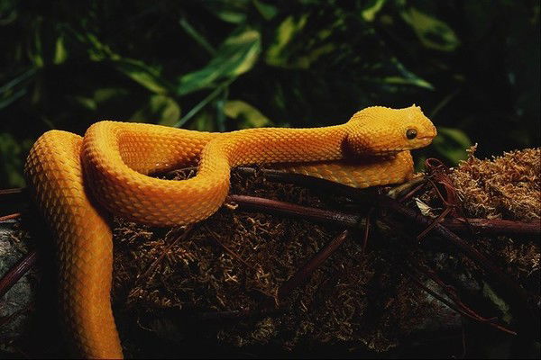 Галина Лагутенко