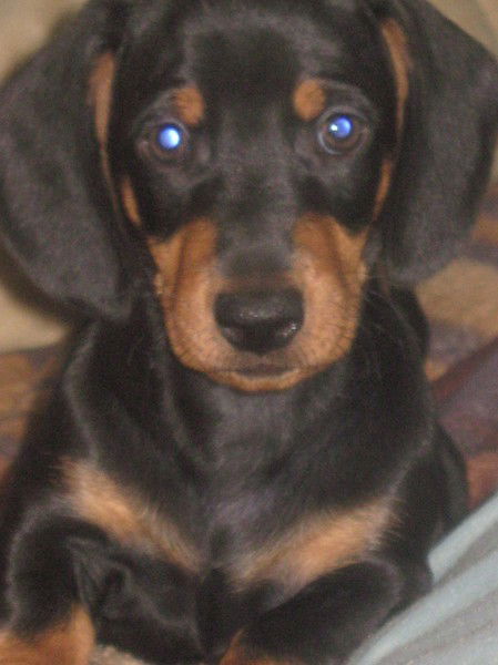 Алена - Дмитрий Гончар