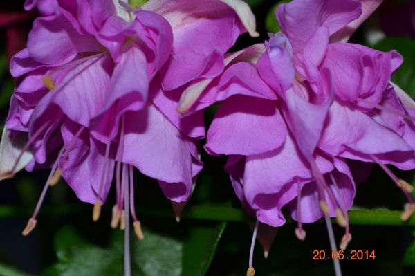 Люда Злобина