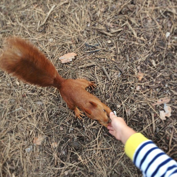 Елена Стольникова