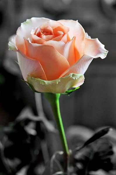 Ольга Панова