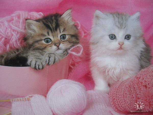 Янина Мороз