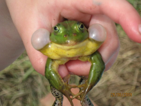 Алексей Харитонов