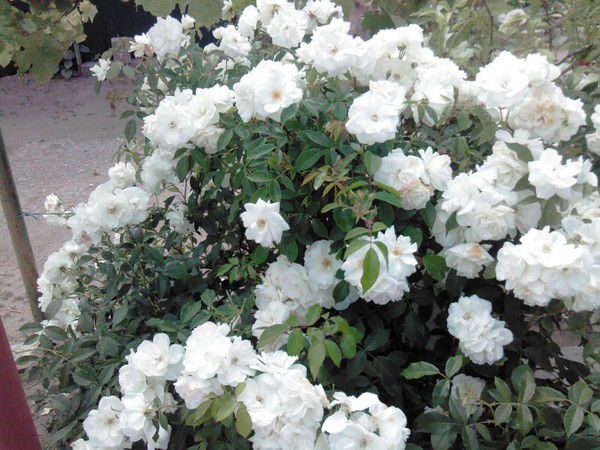 Валентина Зиньковская